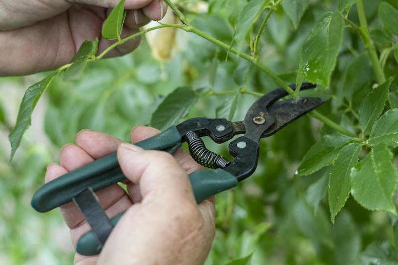 Detalle de poda manual de un rosal con tijeras de jardinería