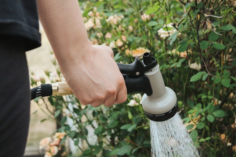 Riego a manguera de los arbustos y rosales de un jardín