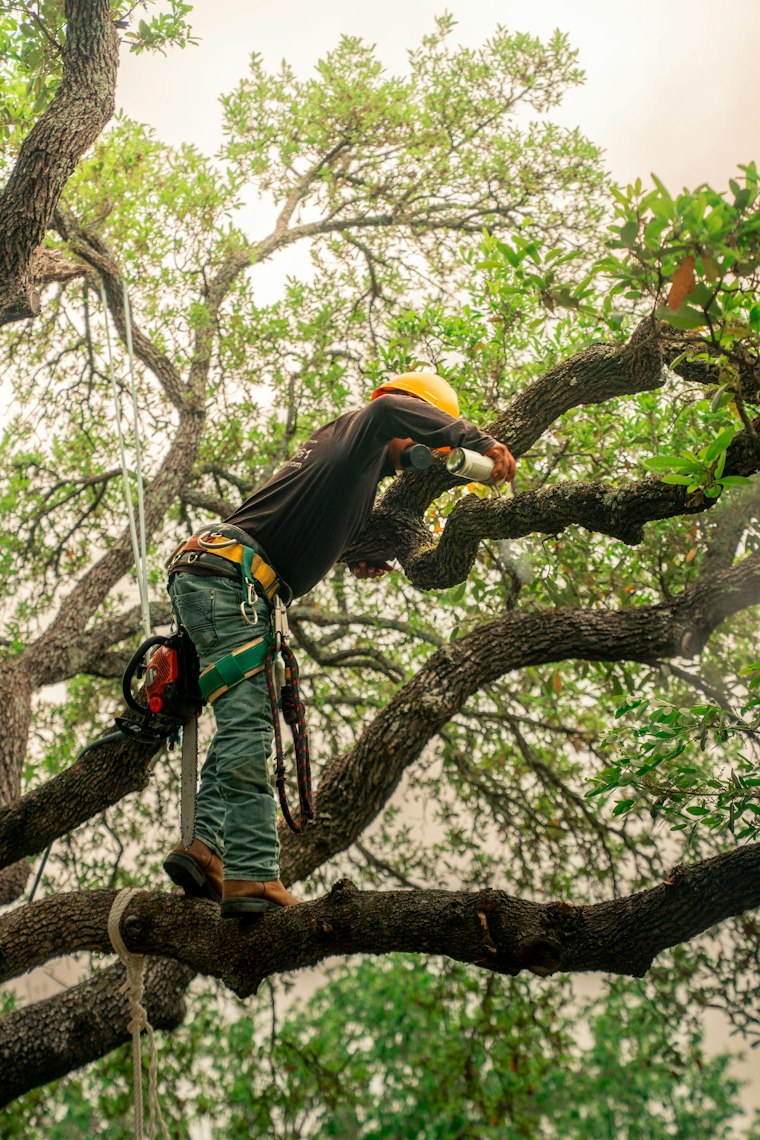Jardinero podando en altura las ramas de un árbol con equipo de seguridad